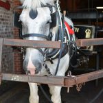 Things to do in Charleston, SC
