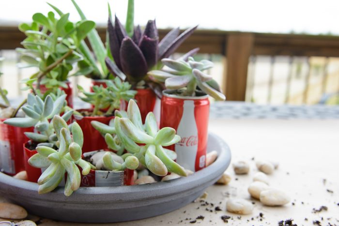 DIY Coke Can Succulent Planter- a clever way to recycle those cute mini coke cans