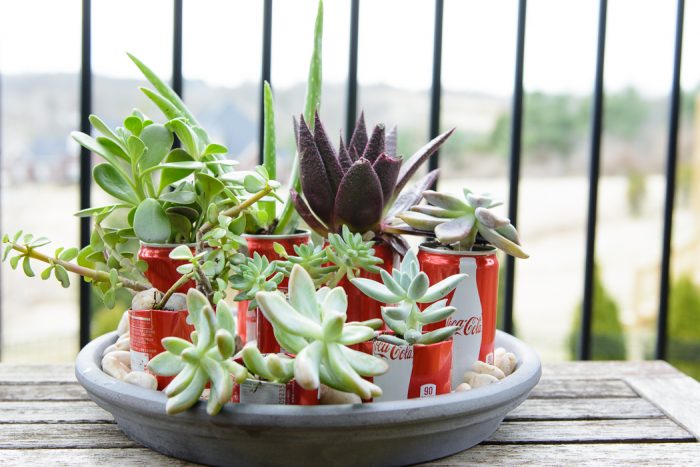 DIY Coke Can Succulent Planter- a clever way to recycle those cute mini coke cans