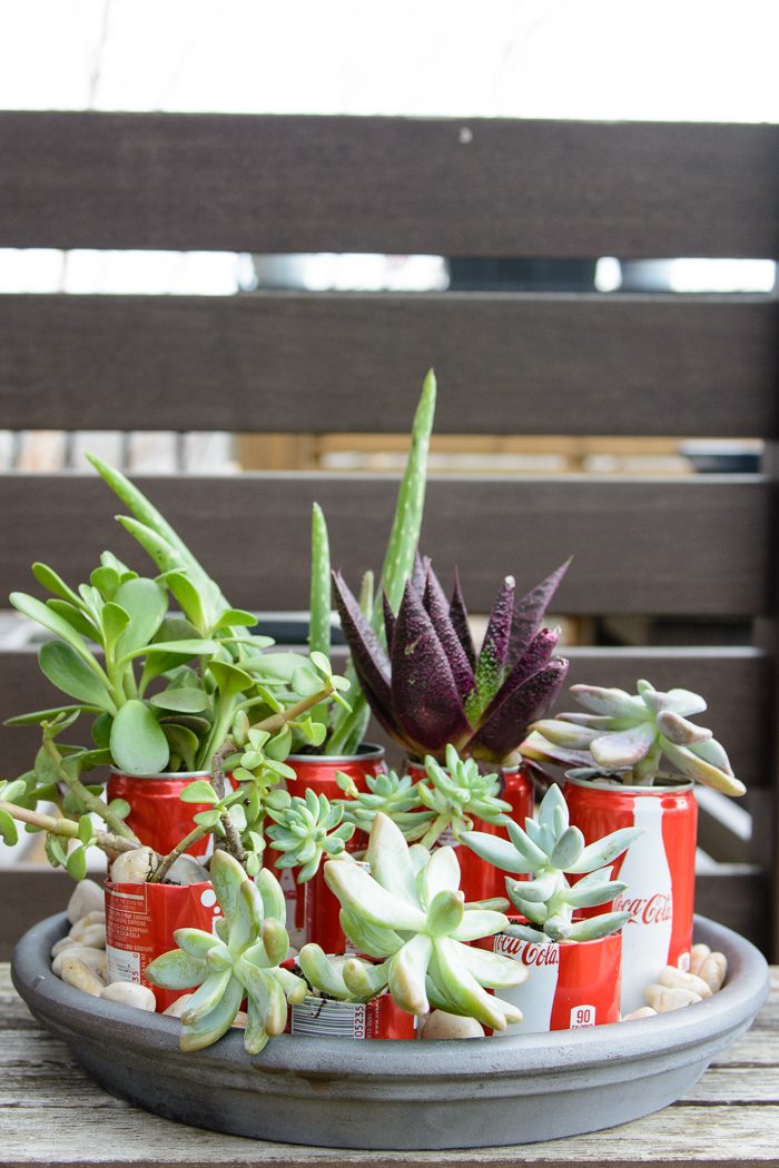 DIY Coke Can Succulent Planter- a clever way to recycle those cute mini coke cans