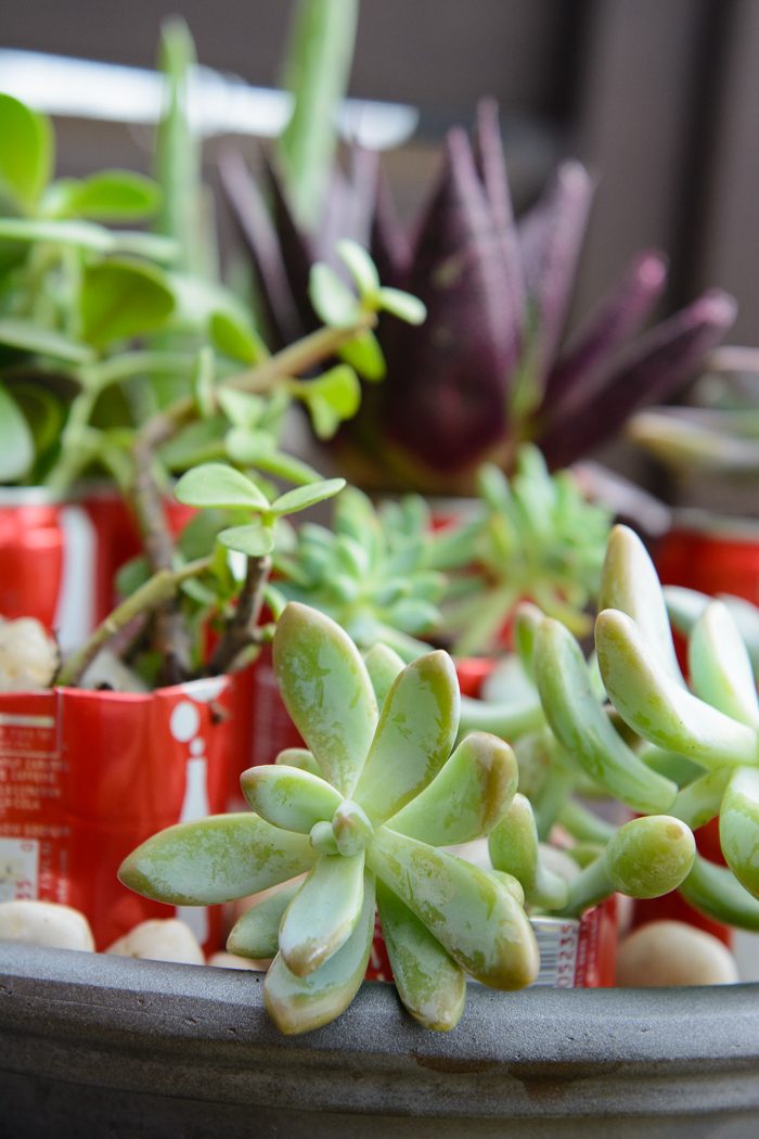 DIY Coke Can Succulent Planter- a clever way to recycle those cute mini coke cans