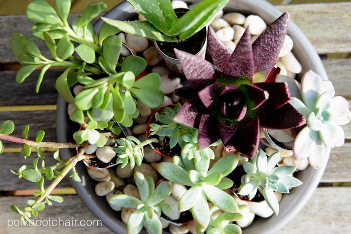 DIY Coke Can Succulent Planter- a clever way to recycle those cute mini coke cans