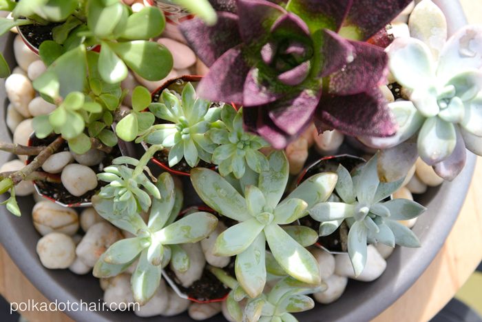 DIY Coke Can Succulent Planter- a clever way to recycle those cute mini coke cans