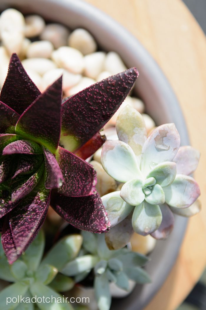 DIY Coke Can Succulent Planter- a clever way to recycle those cute mini coke cans