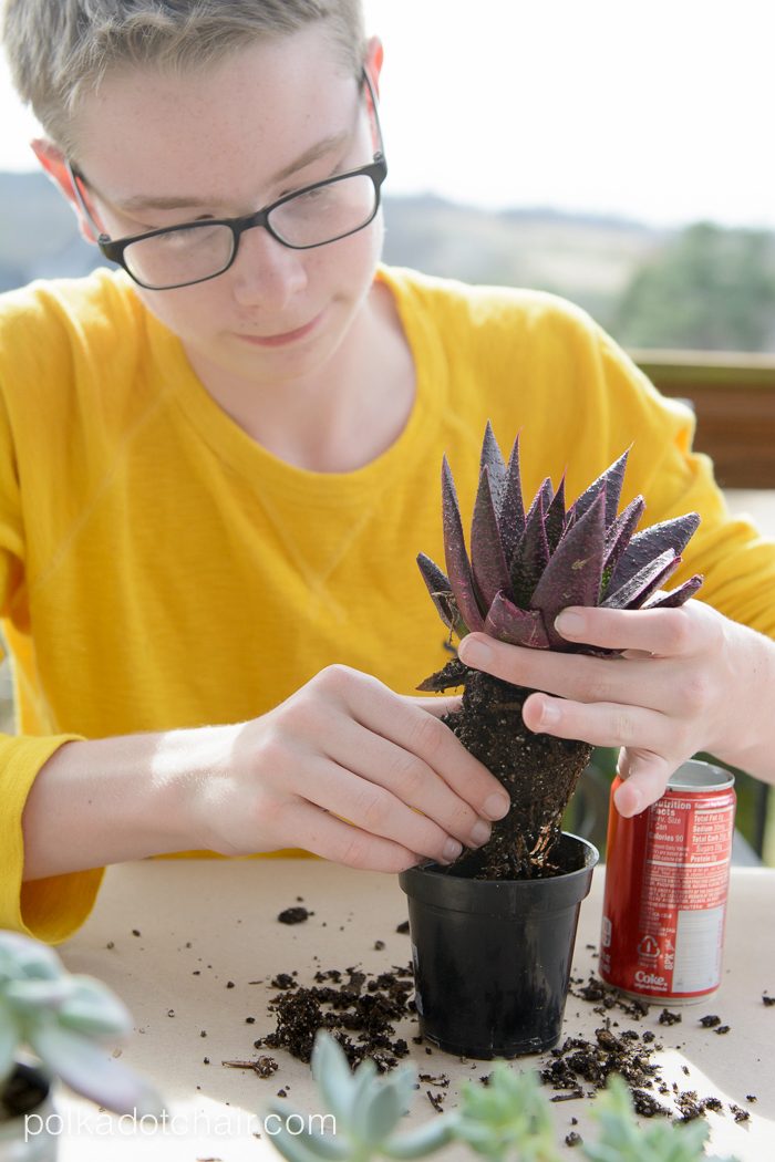DIY Coke Can Succulent Planter- a clever way to recycle those cute mini coke cans