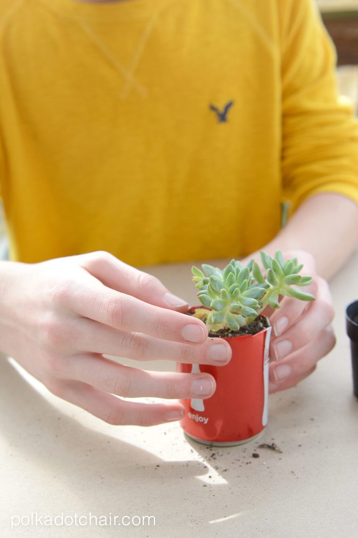 DIY Coke Can Succulent Planter- a clever way to recycle those cute mini coke cans