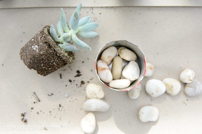 DIY Coke Can Succulent Planter- a clever way to recycle those cute mini coke cans