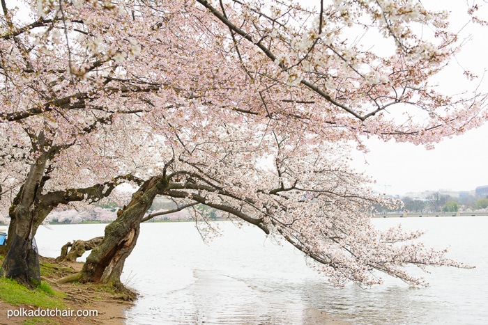 10 Tips for Traveling to Washington DC with Teens Tweens
