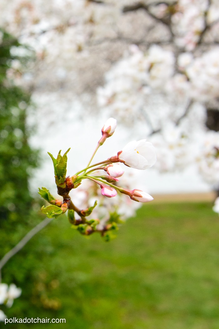 10 Tips for Traveling to Washington DC with Teens Tweens