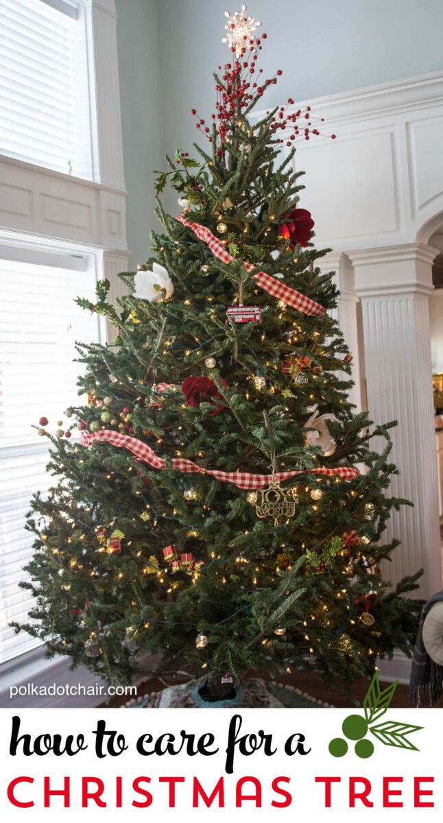 Tips for caring for a Christmas Tree and keeping fresh Christmas trees looking great all season
