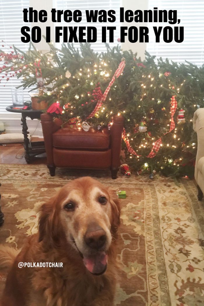 christmas-tree-dog