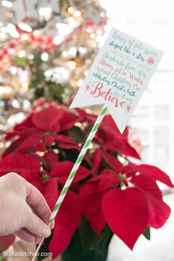 Cute Christmas Neighbor Gift ideas-a Poinsettia decorated with ornament tags and a Poinsettia poem attached - from polkadotchair.com