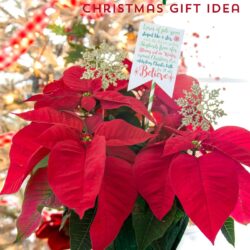 Cute Christmas Neighbor Gift ideas-a Poinsettia decorated with ornament tags and a Poinsettia poem attached - from polkadotchair.com
