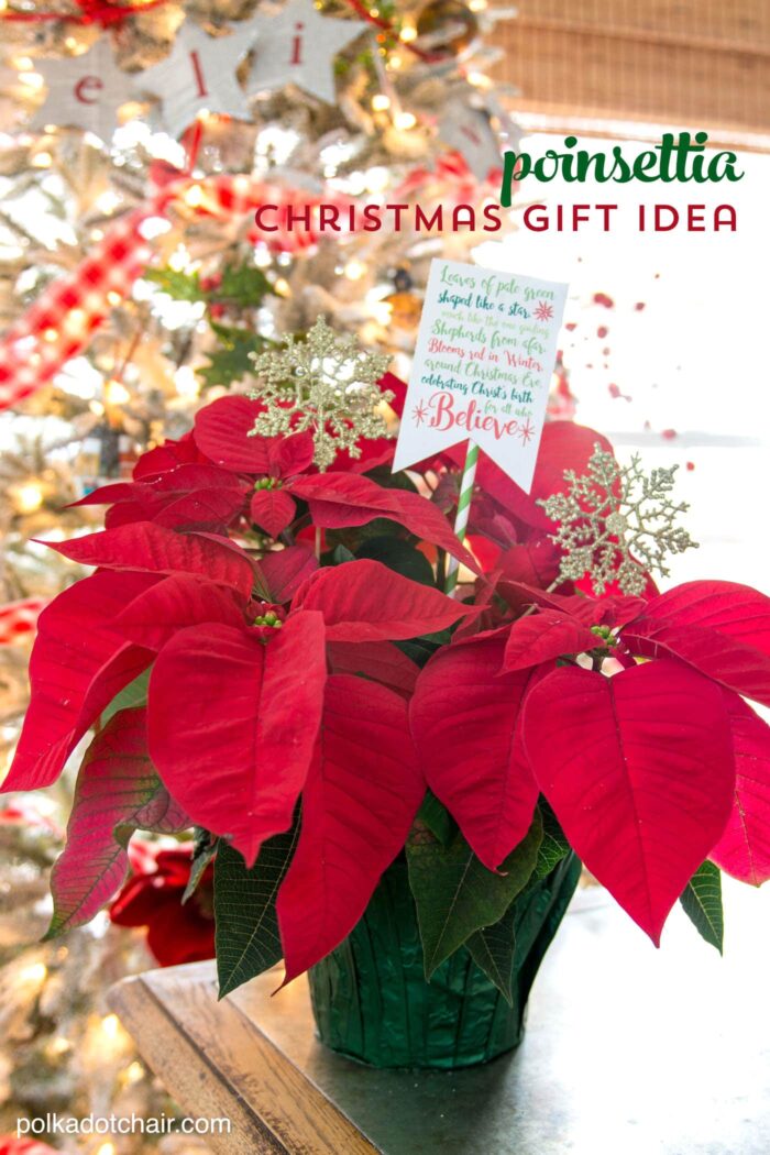 Cute Christmas Neighbor Gift ideas-a Poinsettia decorated with ornament tags and a Poinsettia poem attached - from polkadotchair.com