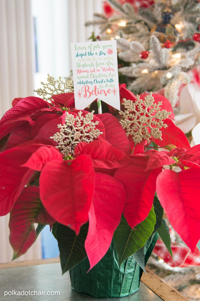 Cute Christmas Neighbor Gift ideas-a Poinsettia decorated with ornament tags and a Poinsettia poem attached - from polkadotchair.com