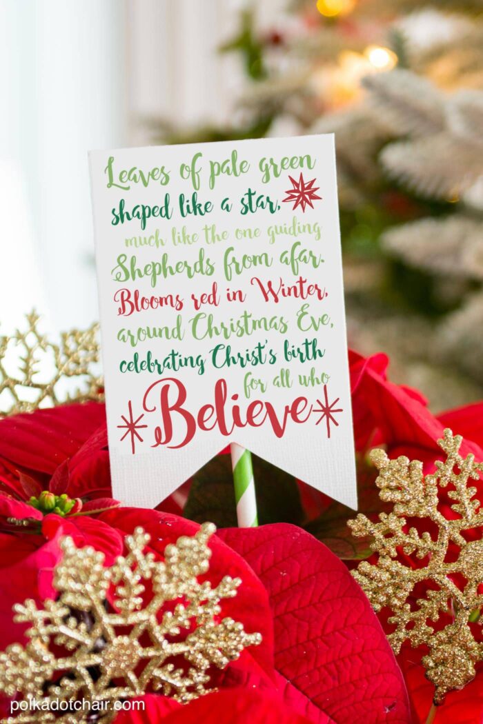 Cute Christmas Neighbor Gift ideas-a Poinsettia decorated with ornament tags and a Poinsettia poem attached - from polkadotchair.com