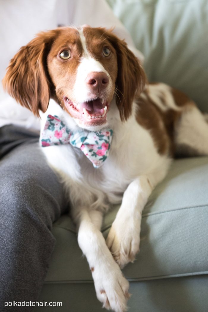 Learn how to sew a bow tie that really ties! A free simple free sewing tutorial on polkadotchair.com