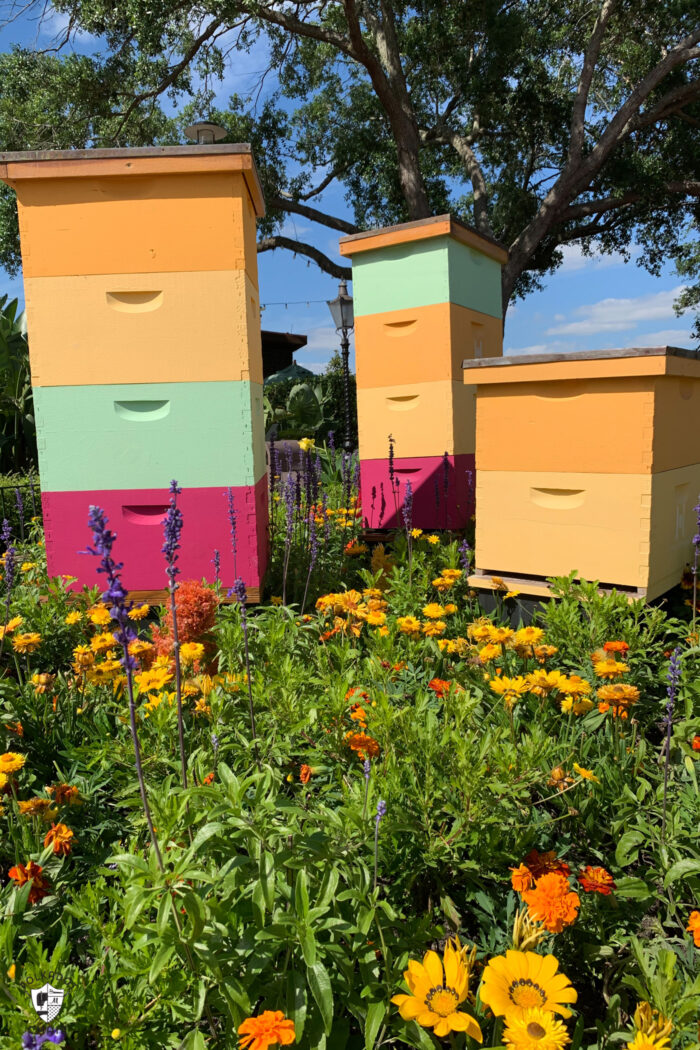 Bee boxes at Epcot resort