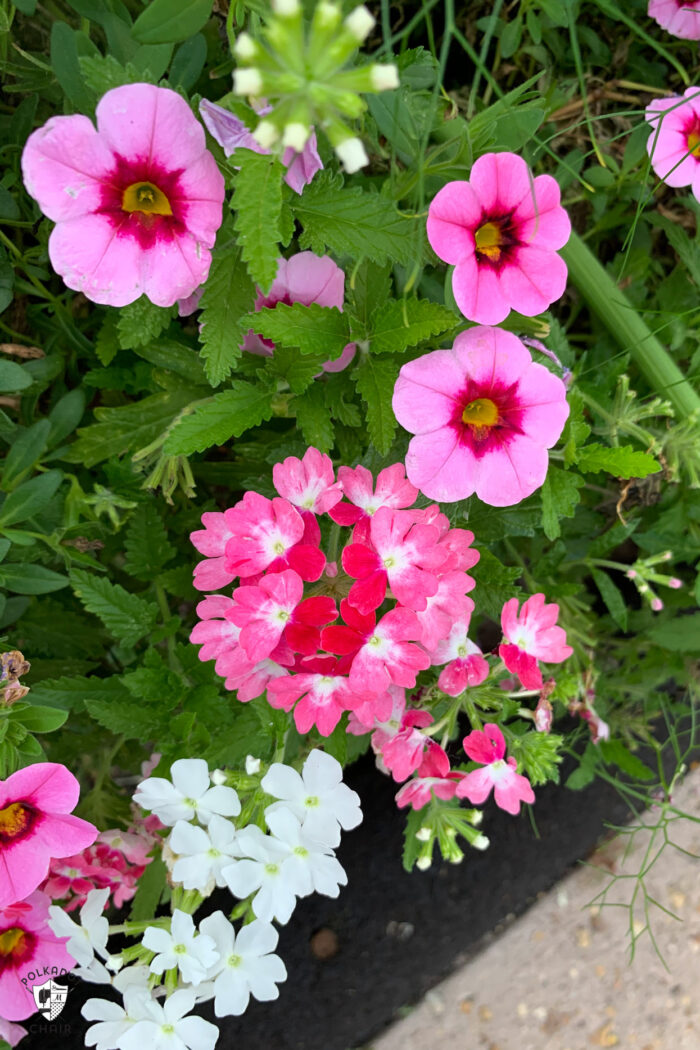 pink and purple flowers