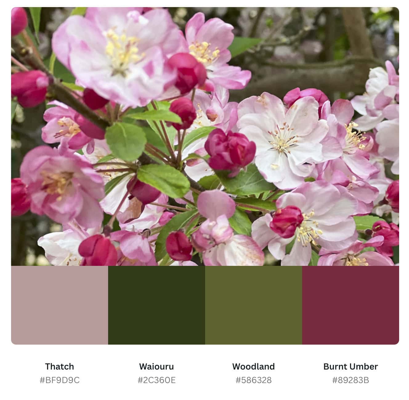 diagram of colors extracted from photo