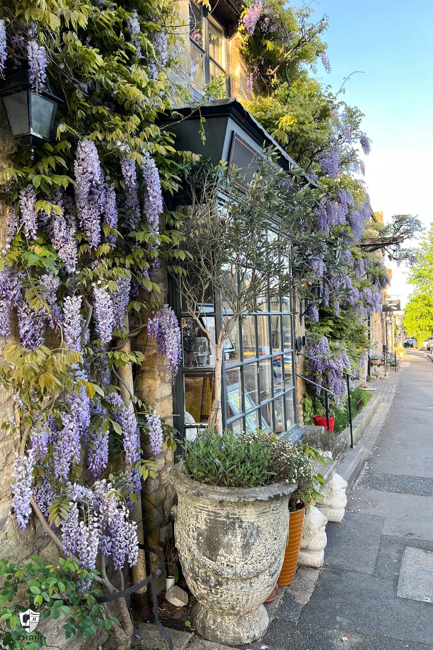 wisteria on building in cotswolds england
